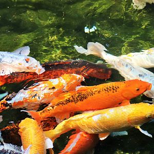 Koi (Cyprinus carpio)