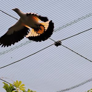 Torresian Imperial Pigeon (Ducula spilorrhoa)