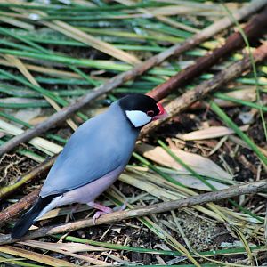 Java Sparrow (Lonchura oryzivora)