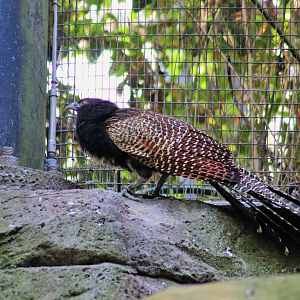 Pheasant Coucal (Centropus phasianinus)