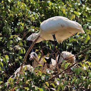 Spoonbill Chicks