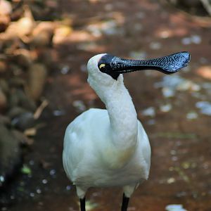 Royal Spoonbill (Platalea regia)