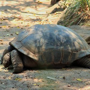 Aldabra Tortoise (Aldabrachelys gigantea)
