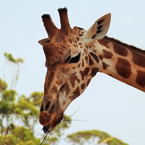 Jimiyu the Giraffe (Giraffa camelopardalis)