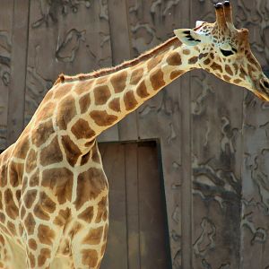 Giraffe (Giraffa camelopardalis)