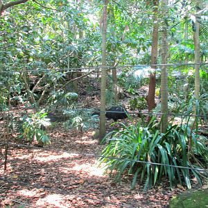 Cassowary Enclosure