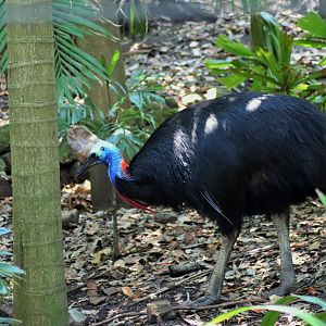 Southern Cassowary (Casuarius casuarius johnsonii)