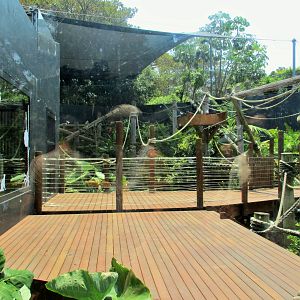 Ring-tailed Lemur Enclosure