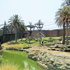 Chimpanzee Enclosure