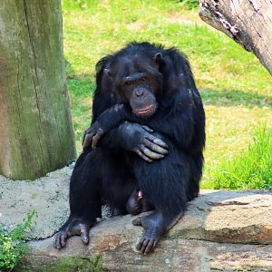 Chimpanzee (Pan troglodytes)