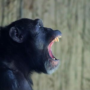 Chimpanzee (Pan troglodytes)