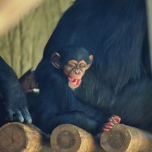 Chimpanzee Infant (Pan troglodytes)