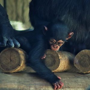 Chimpanzee Infant (Pan troglodytes)