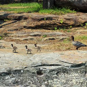Wood Duck Family in Chimpanzee Enclosure