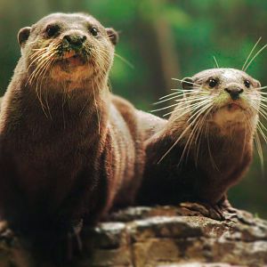 Dec. 2019 - The Rain Forest - Upper Forest - Asian Small-clawed Otters