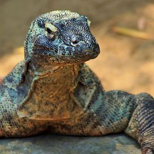 Komodo Dragon (Varanus komodoensis)