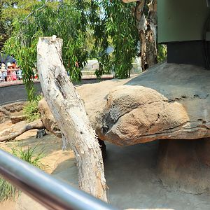 Komodo Dragon Enclosure