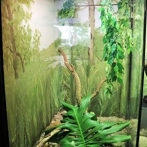 Red-eyed Tree Frog Enclosure