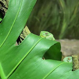 Red-eyed Tree Frog (Litoria chloris)