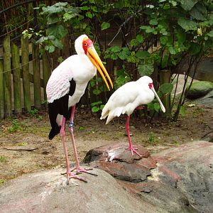 Yellow-Billed Stork #34 & African Spoonbill