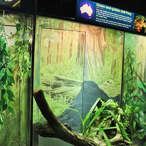 Green and Golden Bell Frog Enclosure