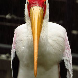 Yellow-Billed Stork #34