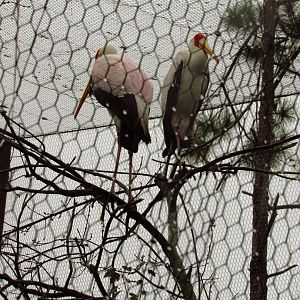 Yellow-Billed Storks