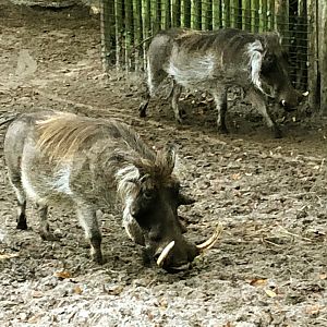 Warthog Chico & Offspring