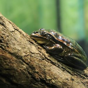 Green and Golden Bell Frog (Litoria aurea)