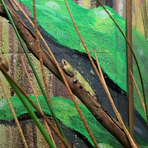 Eastern Dwarf Tree Frog (Litoria fallax)