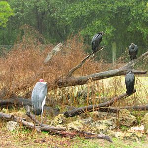 Marabou Stork Slim & Black Vultures