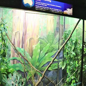 Dwarf Tree Frog Enclosure