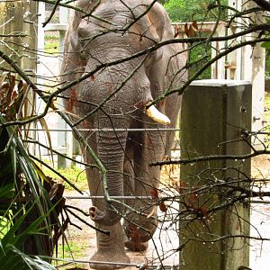 African Elephant Ali