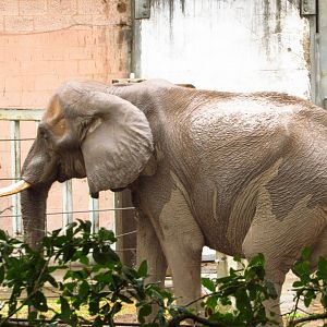 African Elephant Ali