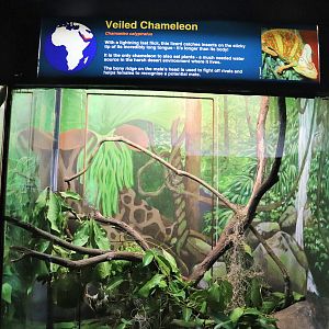 Chameleon Enclosure
