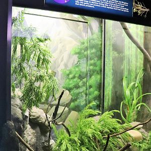 Golden-tailed Gecko Enclosure