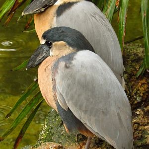 Boat-Billed Herons