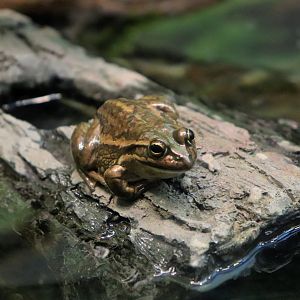 Yellow-spotted Bell Frog (Litoria castanea)