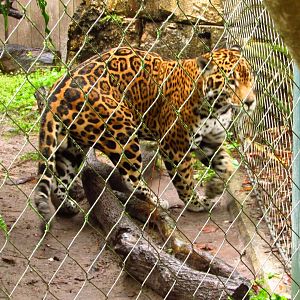Jaguar Tuco