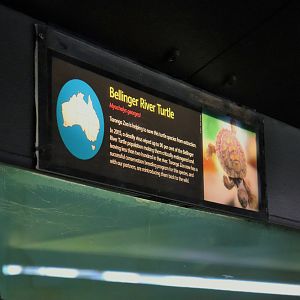 Bellinger River Turtle Sign