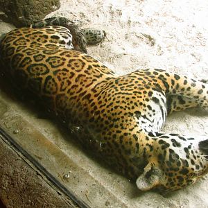 Jaguar Tuco Sleeping