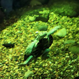Bellinger River Turtle (Myuchelys georgesi)