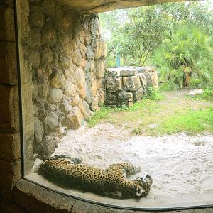 Indoor Jaguar Viewing