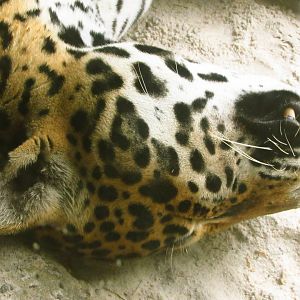 Jaguar Tuco Sleeping Closeup