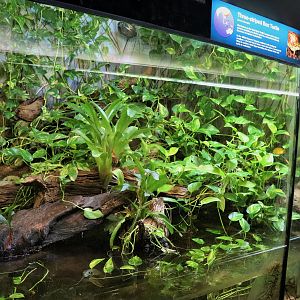 Three-striped Box Turtle Enclosure