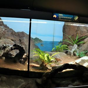 Tuatara Enclosure