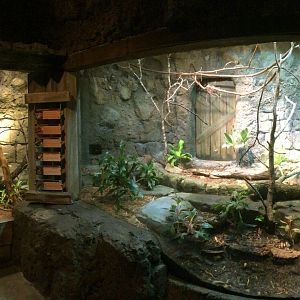 Bushmaster & Poison Frog Exhibit