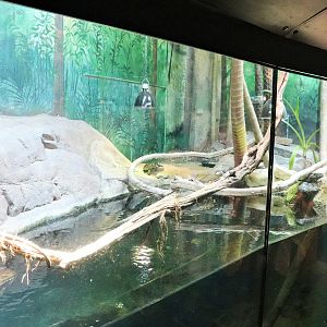 Sailfin Dragon/Elongated Tortoise/ River Cooter Enclosure