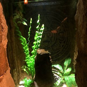 Rio Cauca Caecilian Exhibit