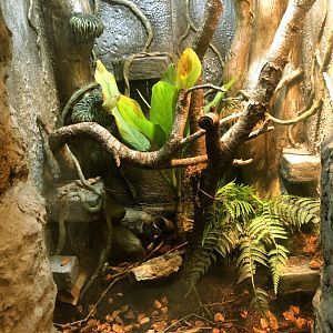 Jamaican Boa Exhibit